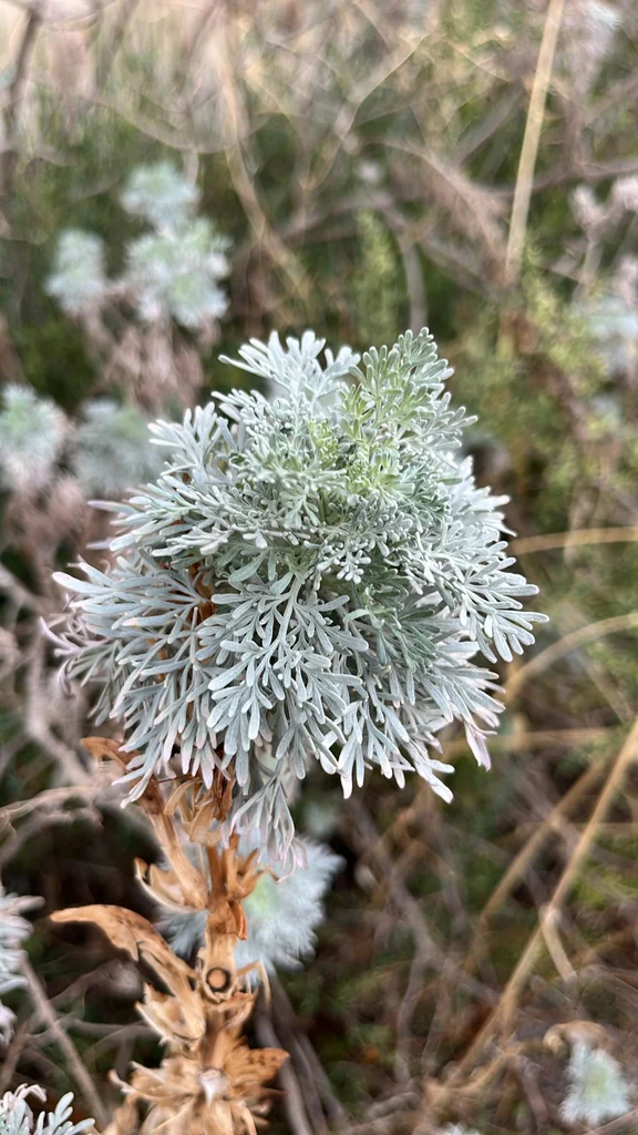 Artemisia Arborescens