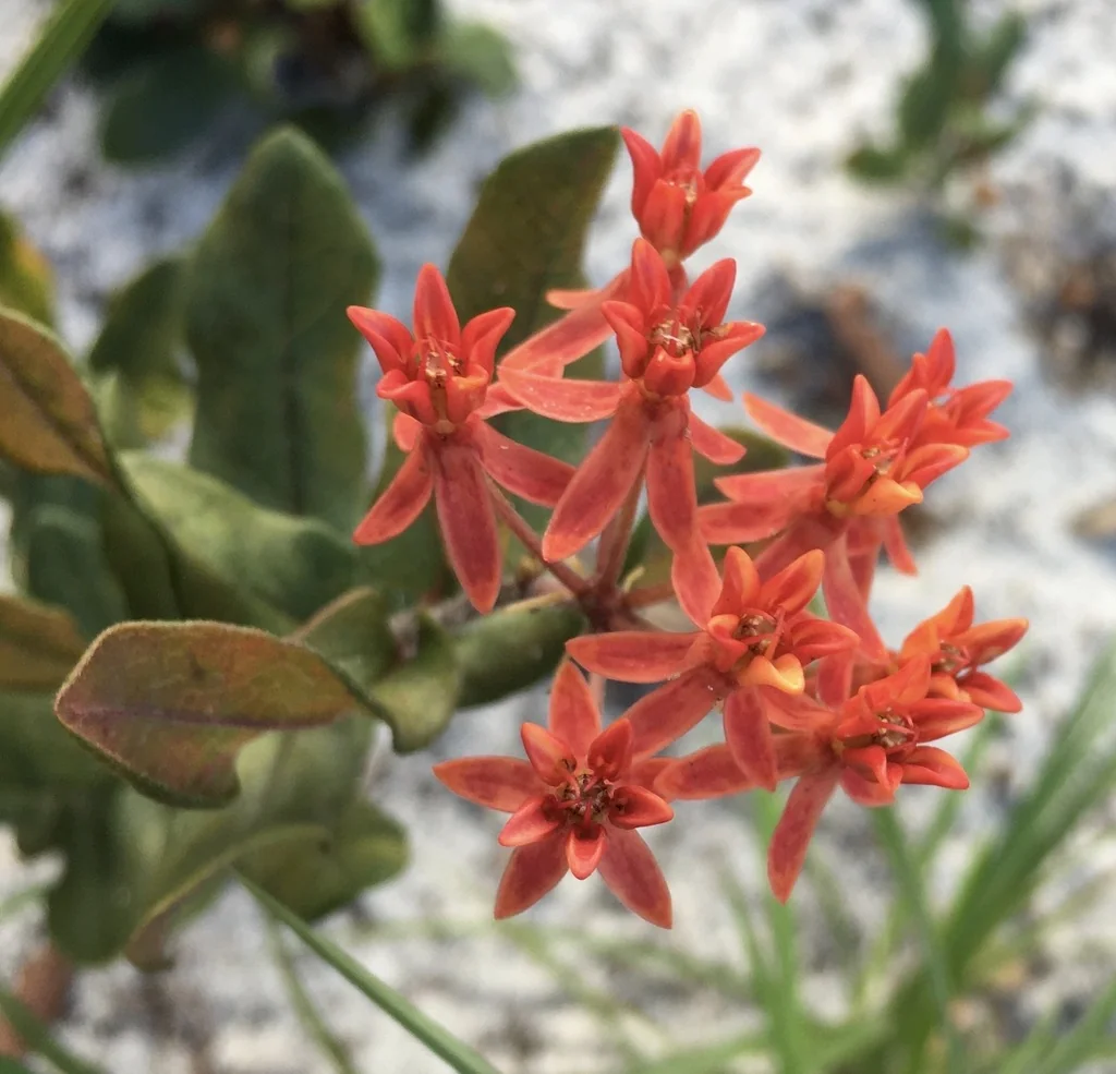 Asclepias Tuberosa