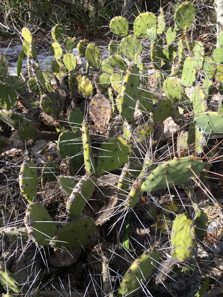 Opuntia Humifusa