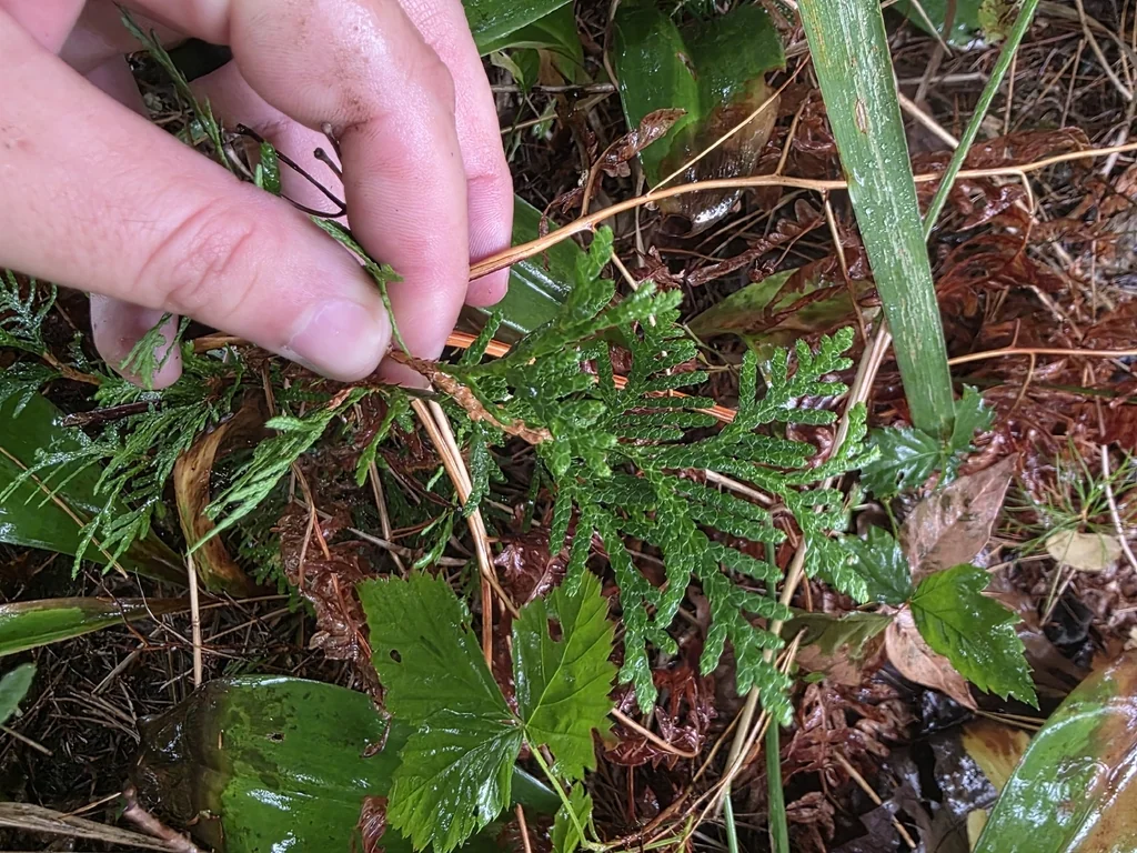 Thuja Occidentalis