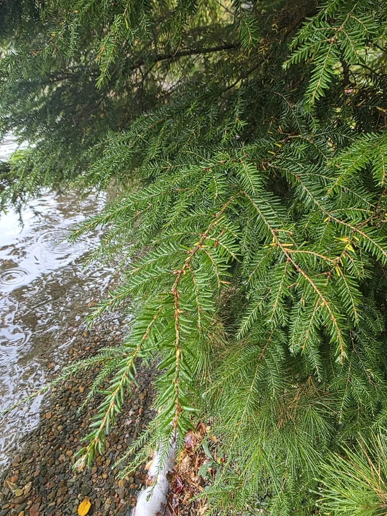 Tsuga Canadensis