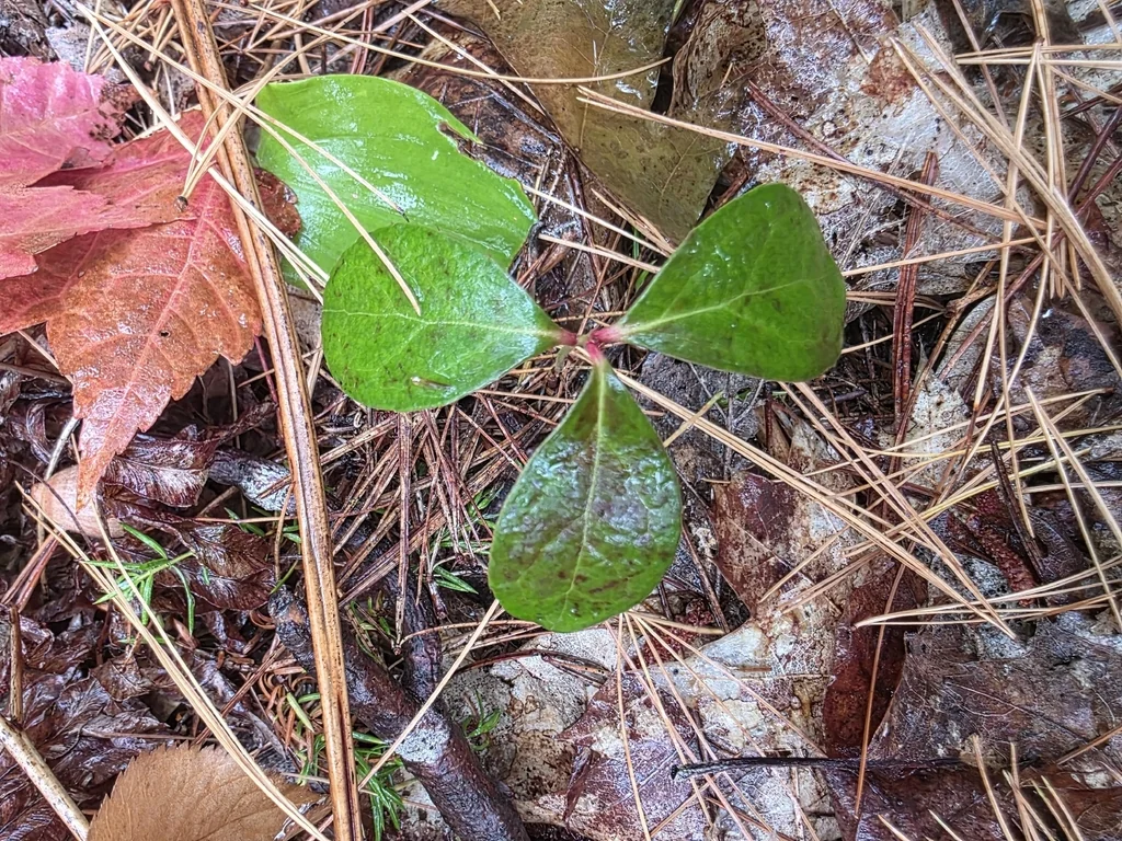 Gaultheria Procumbens