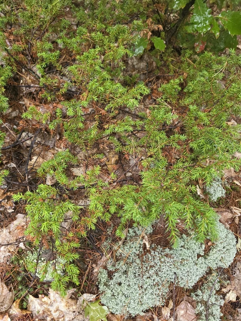 Juniperus Communis