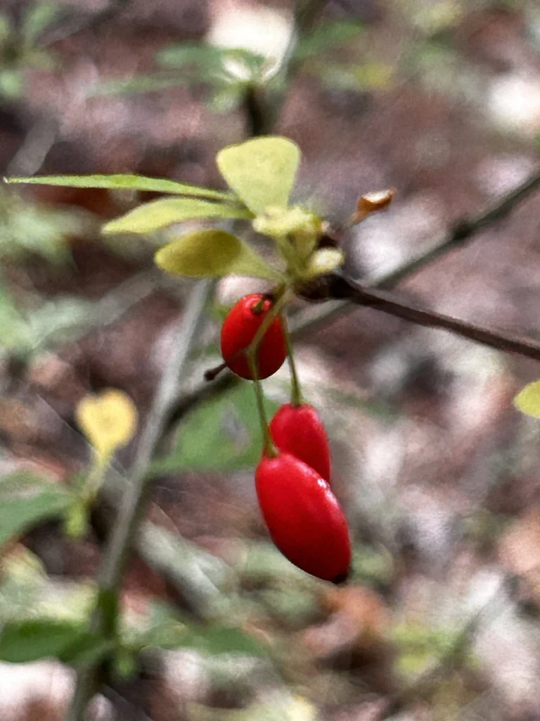 Berberis Thunbergii