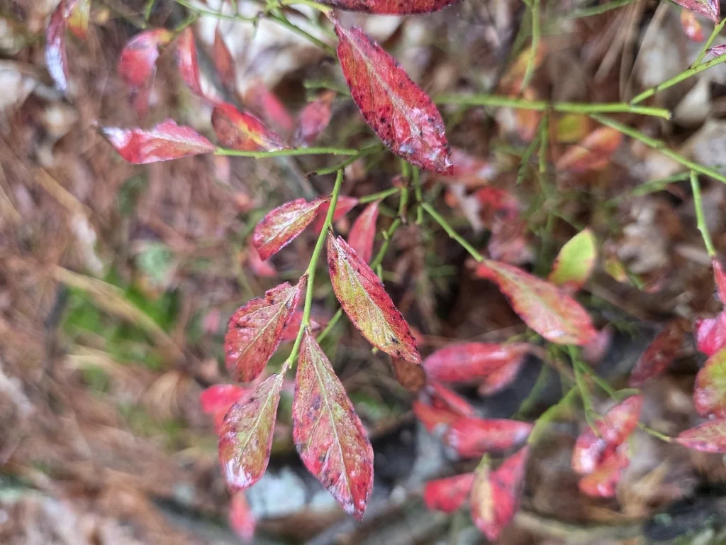 Vaccinium Angustifolium