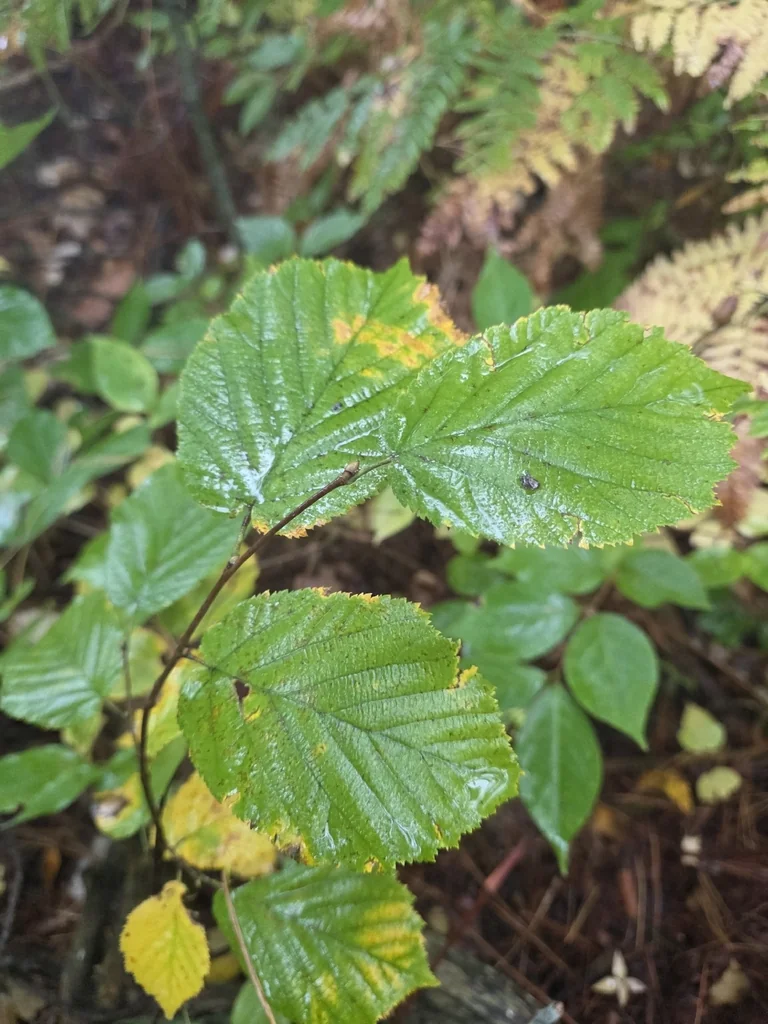 Corylus Cornuta