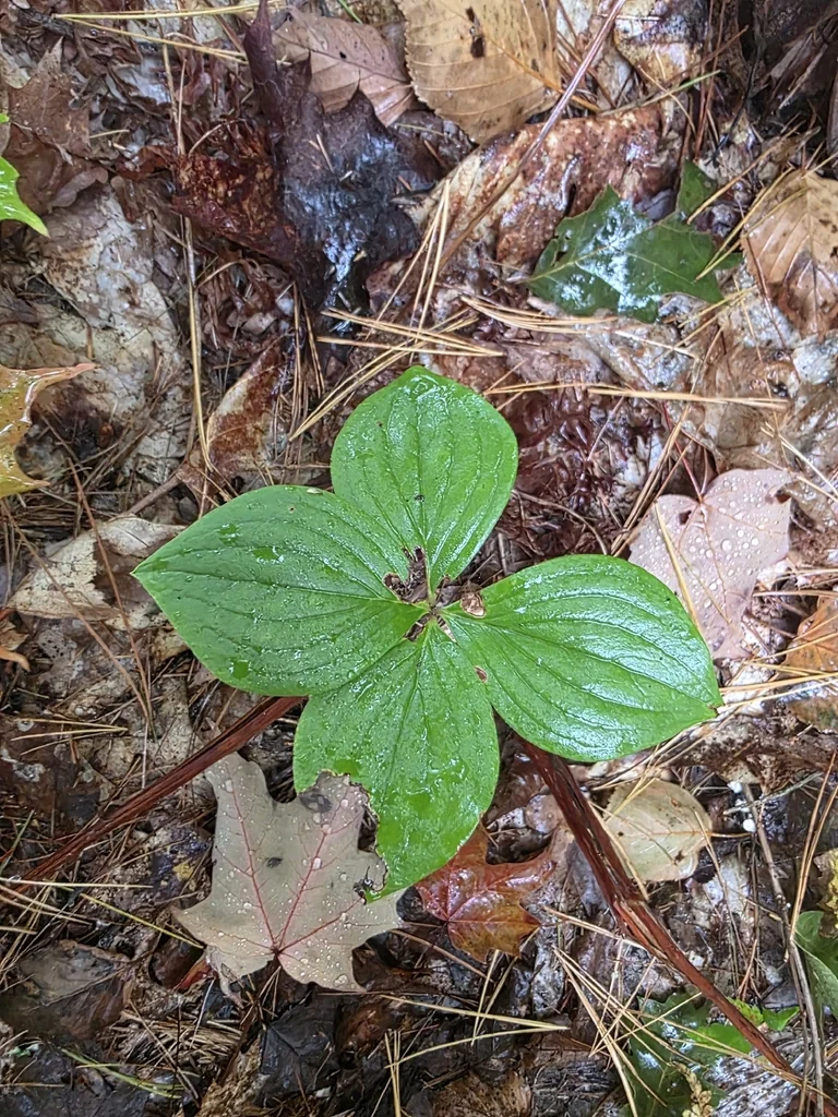 Cornus Canadensis