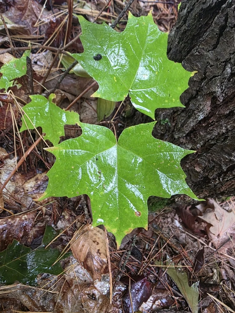 Acer Saccharum