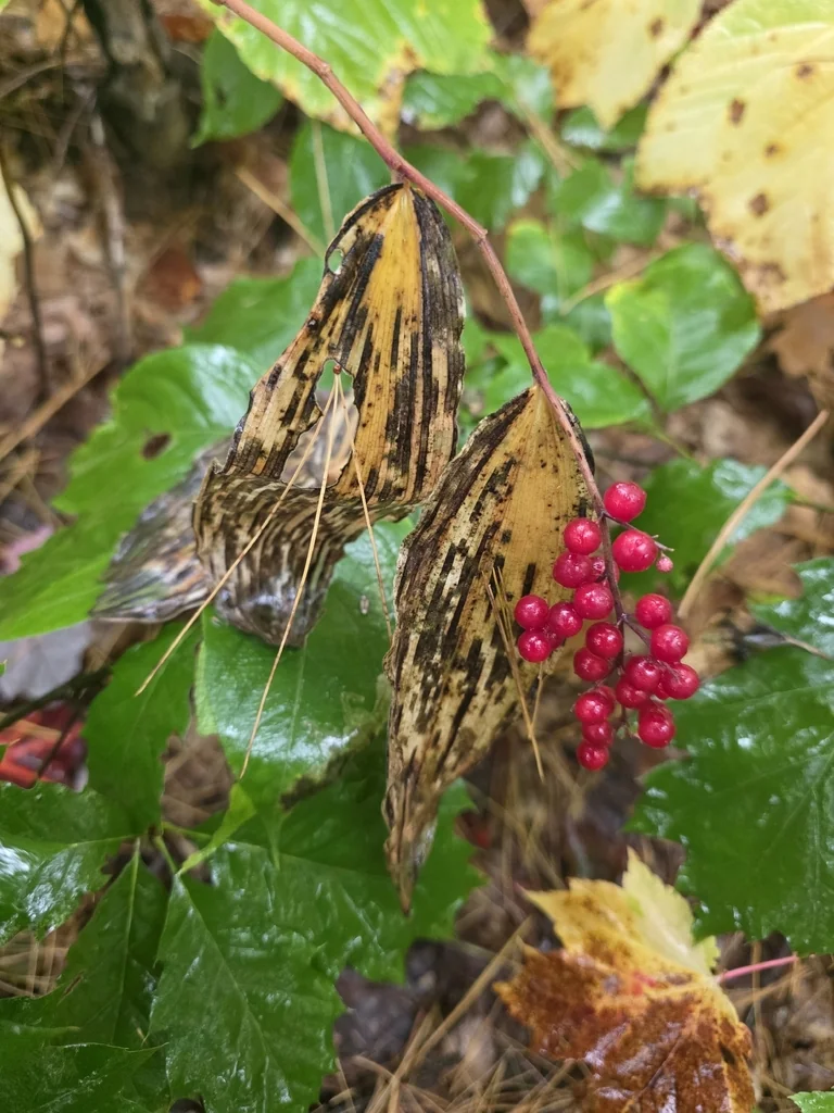 Smilacina Racemosa