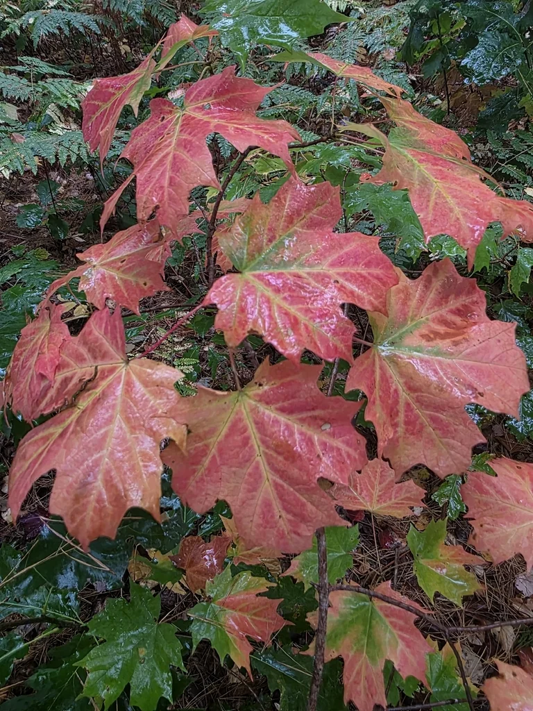 Acer Saccharum