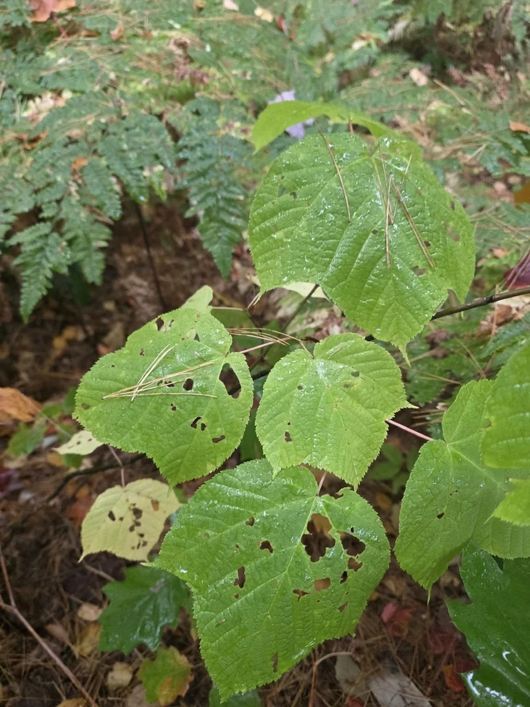 Acer Pensylvanicum