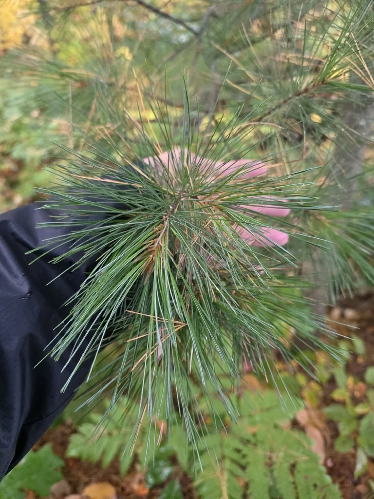 Pinus Strobus