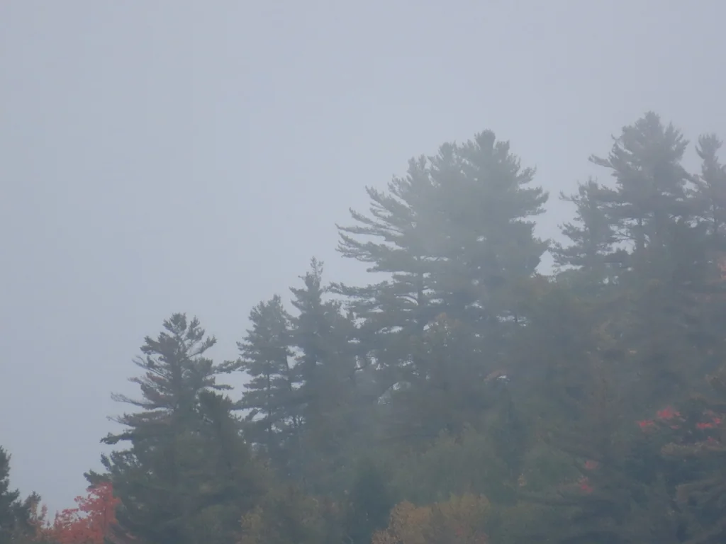 Pinus Strobus