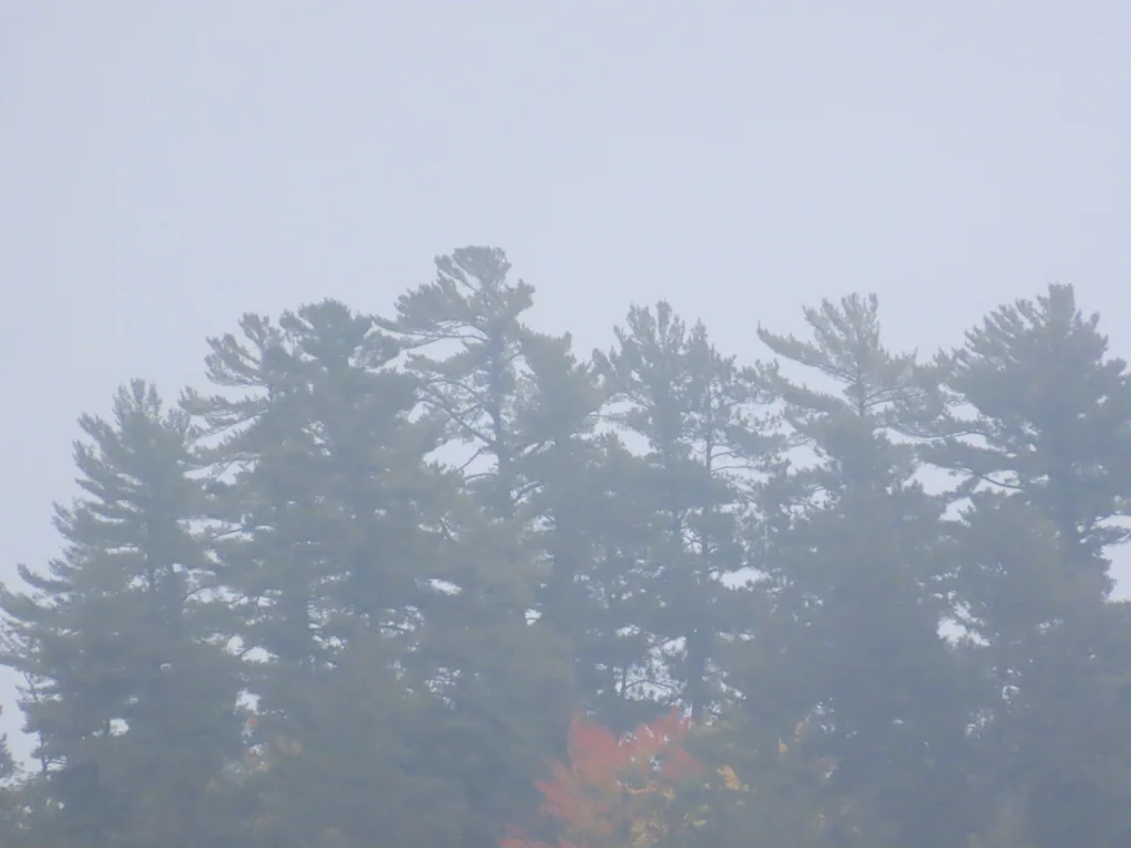 Pinus Strobus