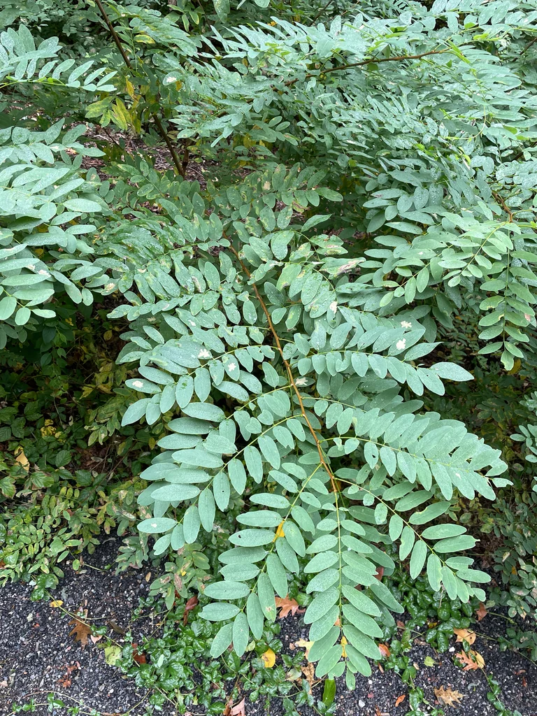 Robinia Pseudoacacia