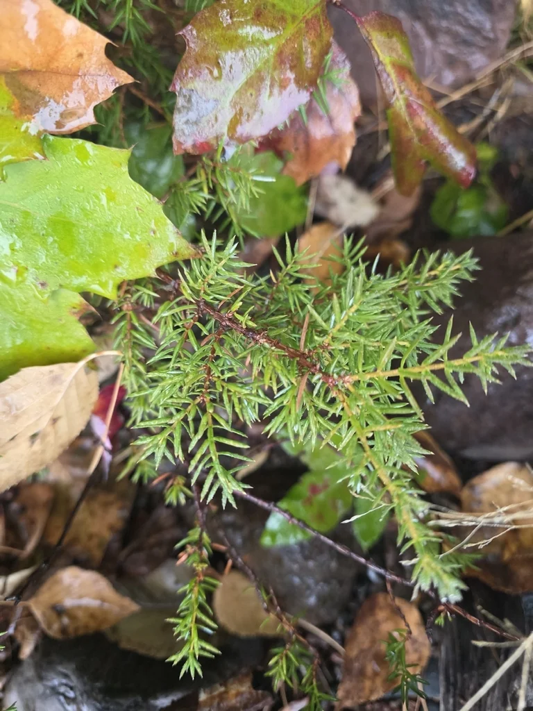 Juniperus Communis