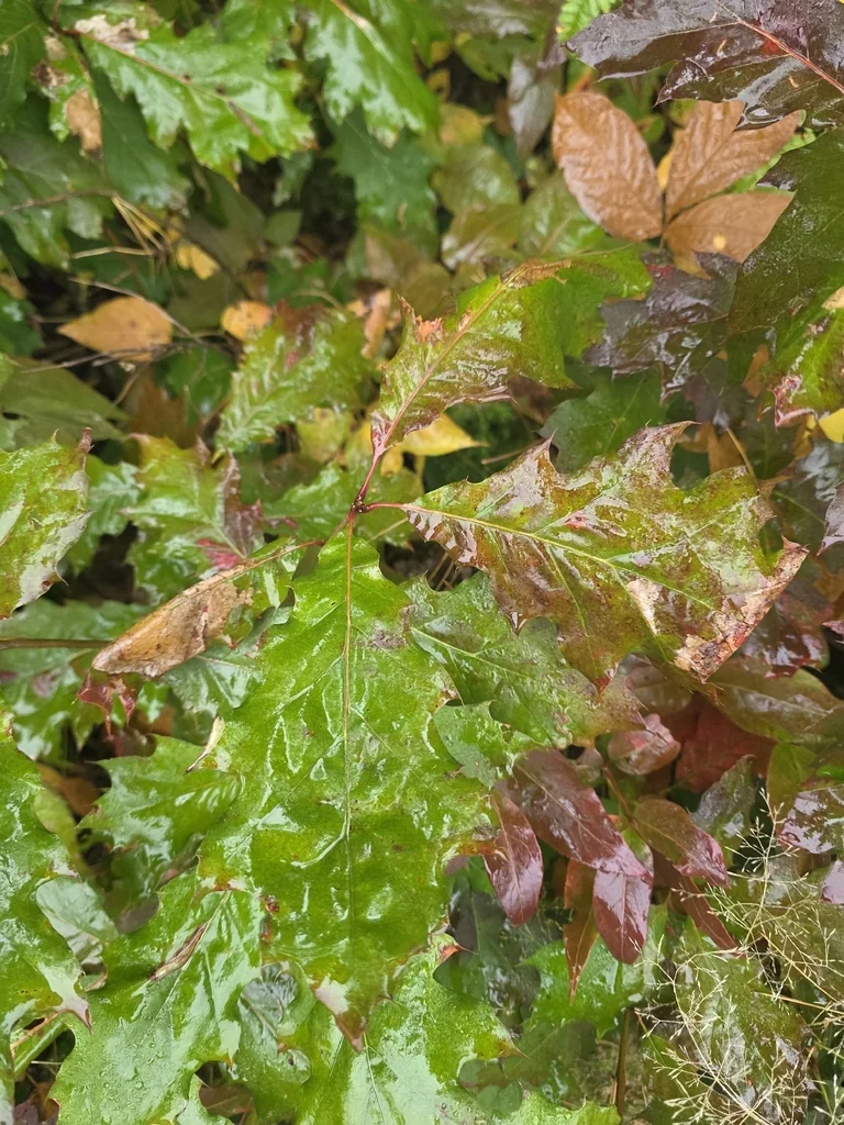 Quercus Shumardii
