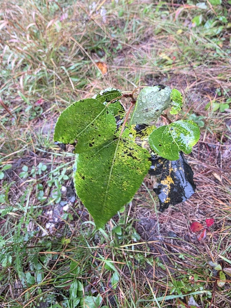 Populus Tremuloides