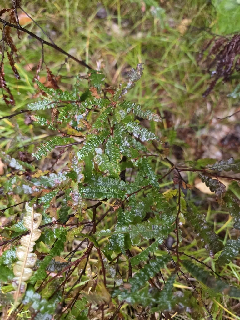 Comptonia Peregrina