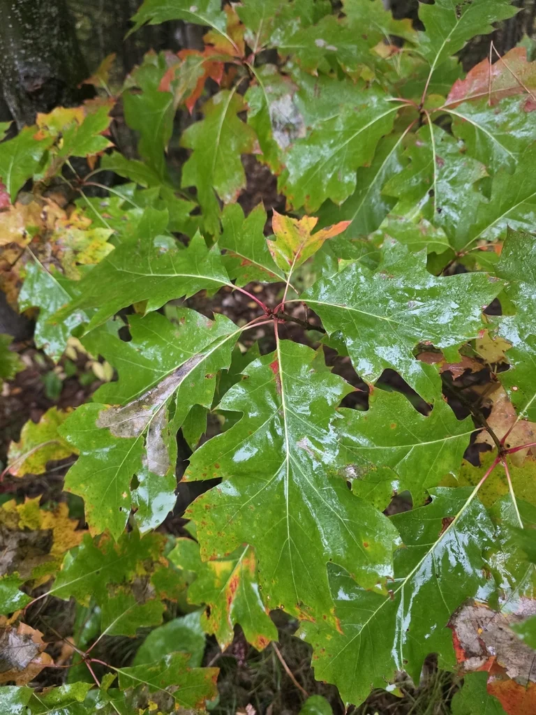 Quercus Shumardii