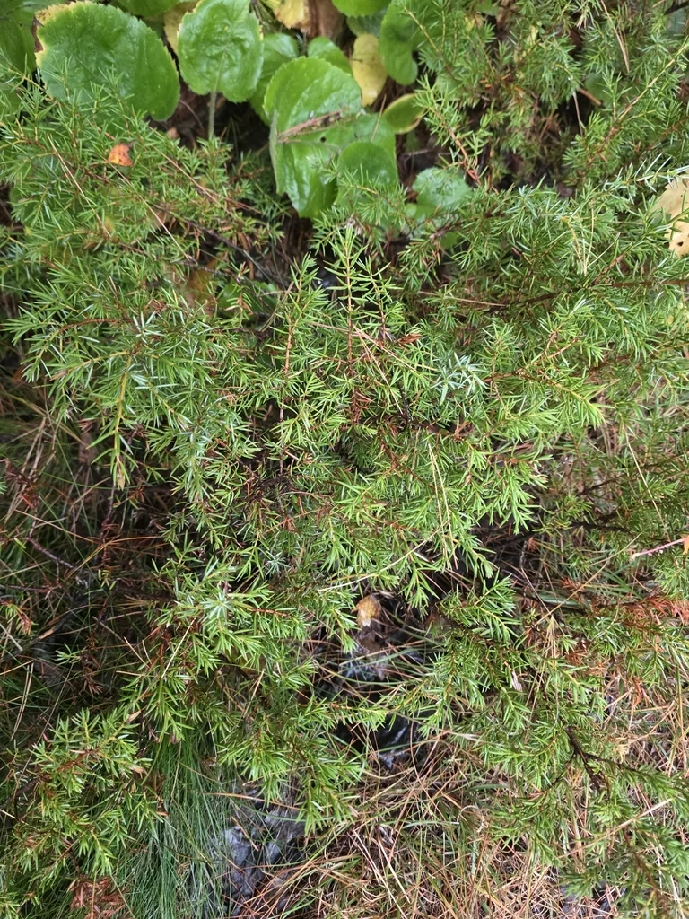 Juniperus Communis