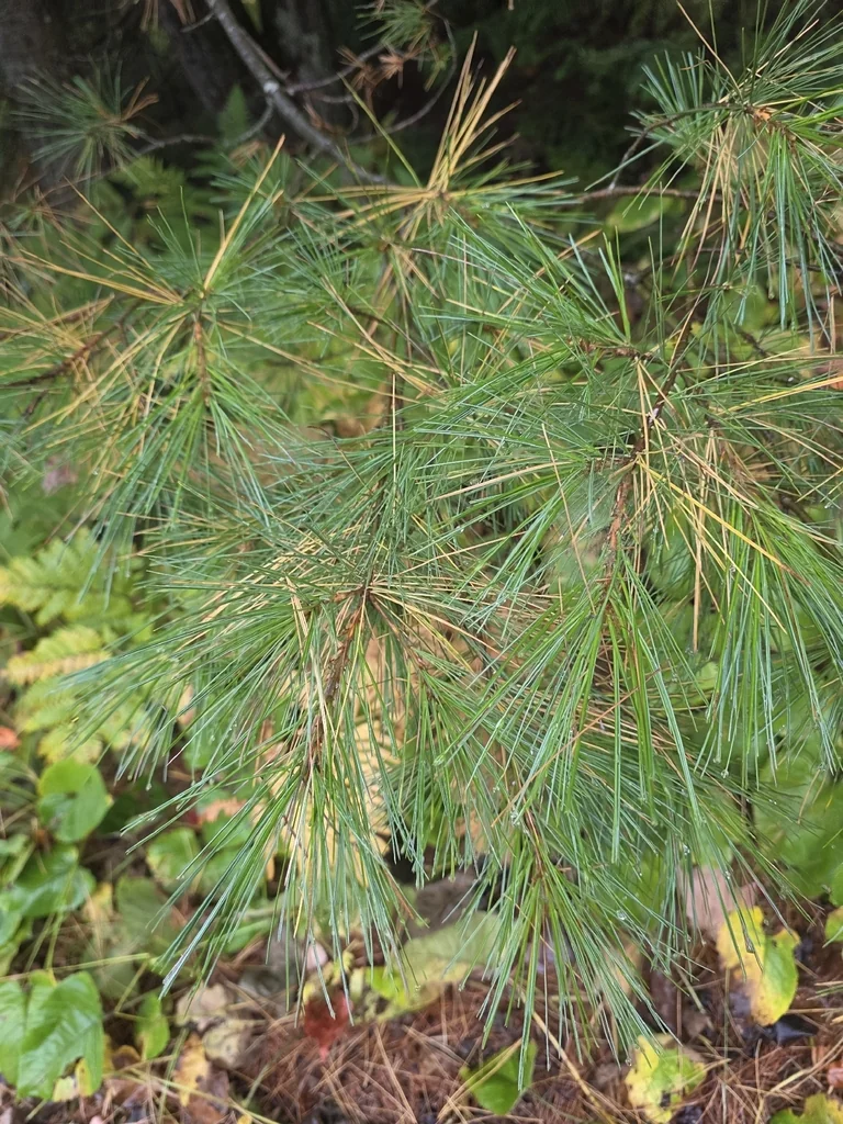 Pinus Strobus
