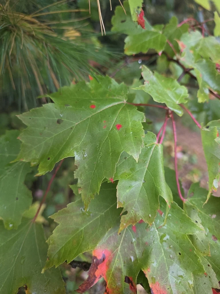 Acer Rubrum