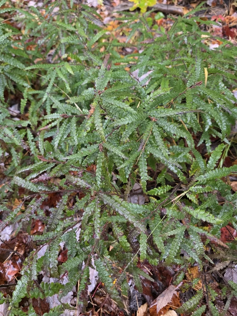 Comptonia Peregrina