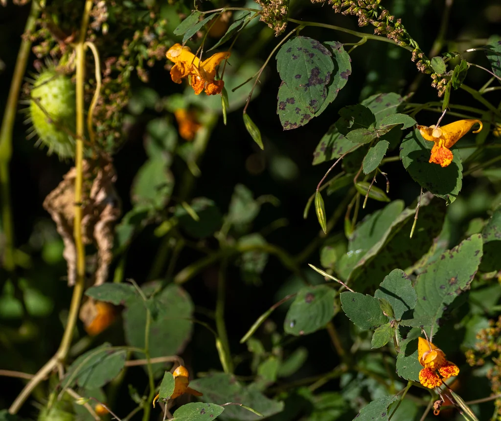 Impatiens Capensis