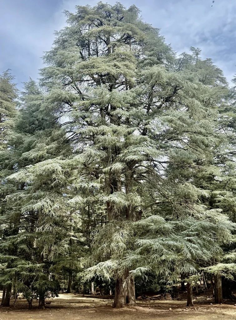 Cedrus atlantica