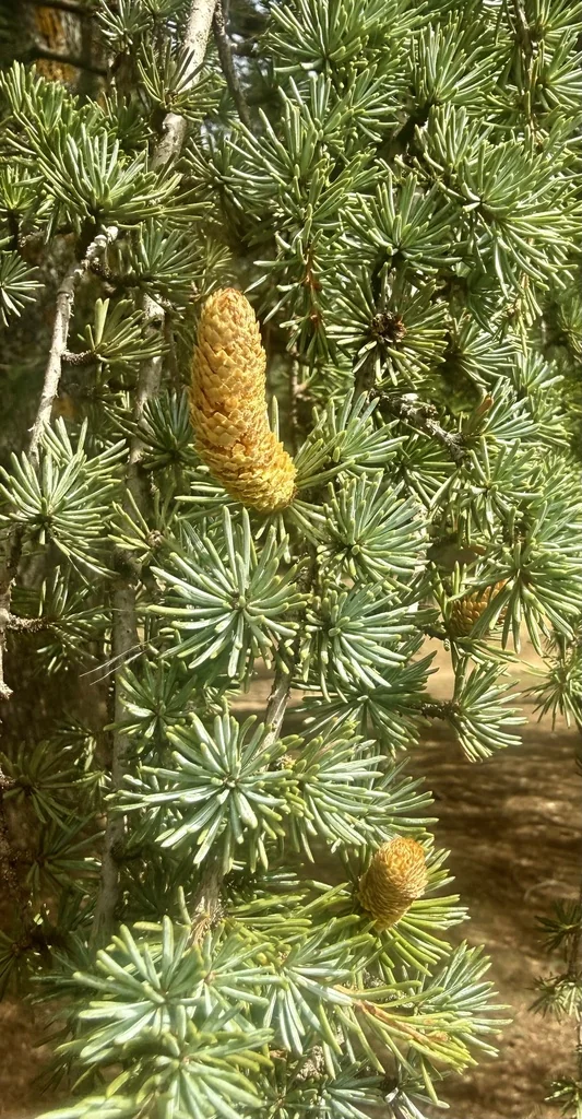 Cedrus atlantica