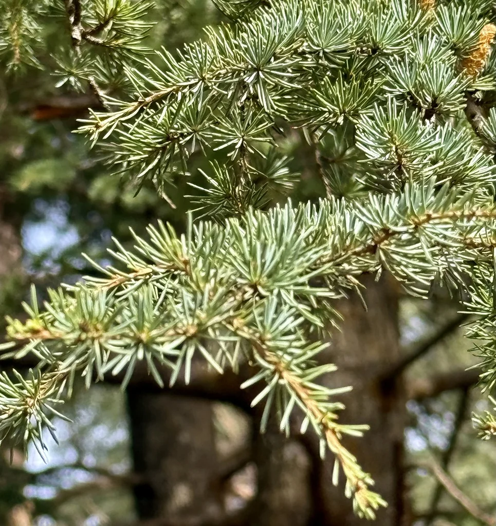 Cedrus atlantica