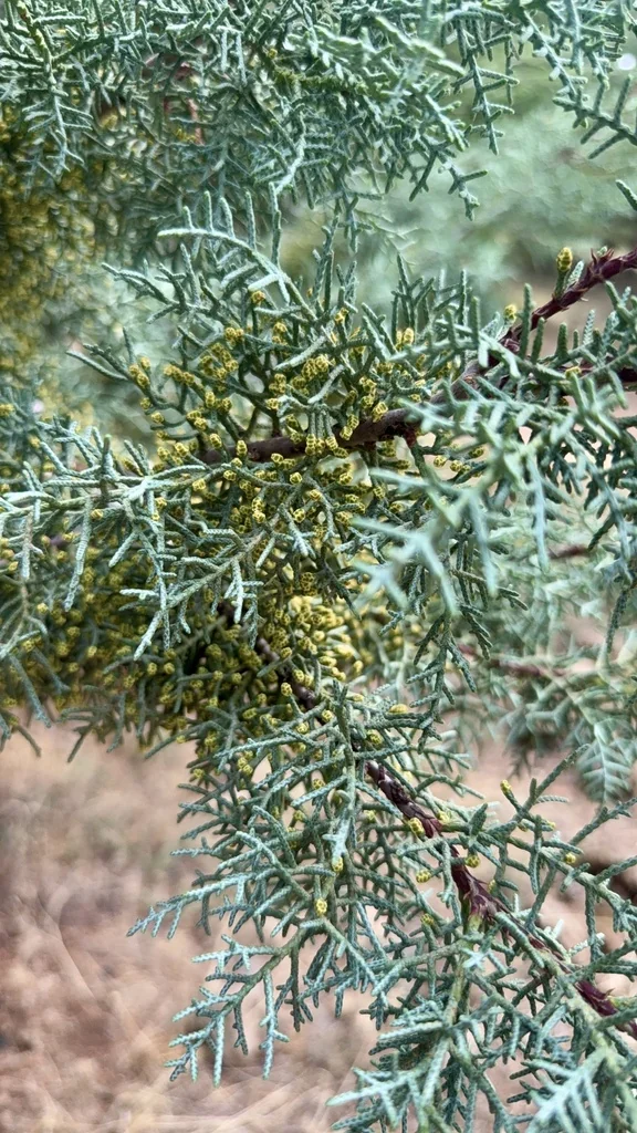 Cupressus Arizonica