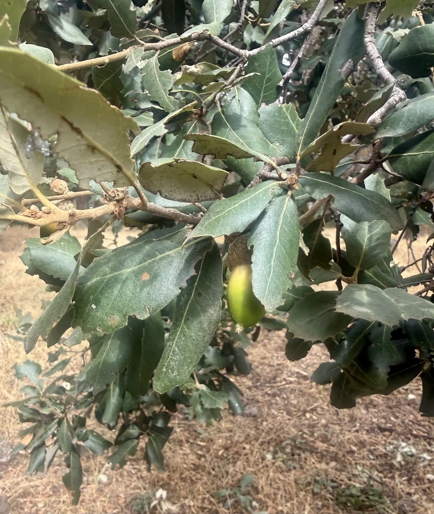Quercus Ilex