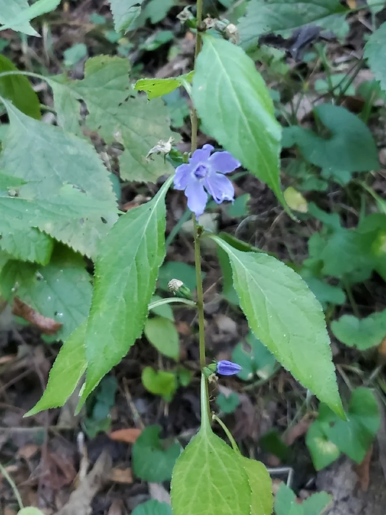 Campanula Americana