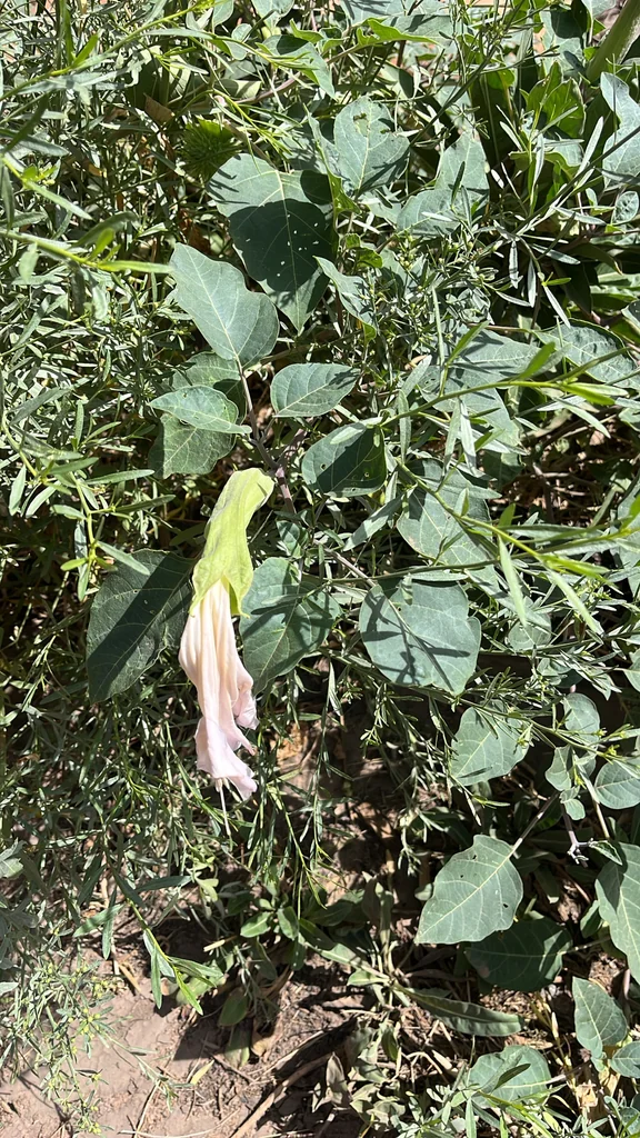 Datura wrightii