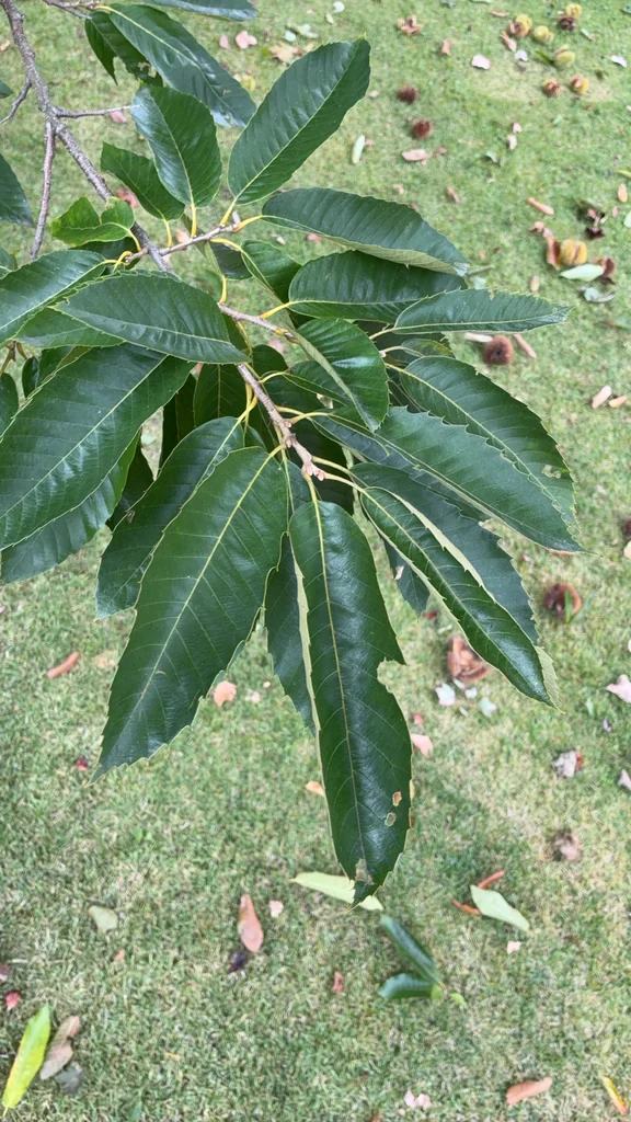 Castanea Mollissima