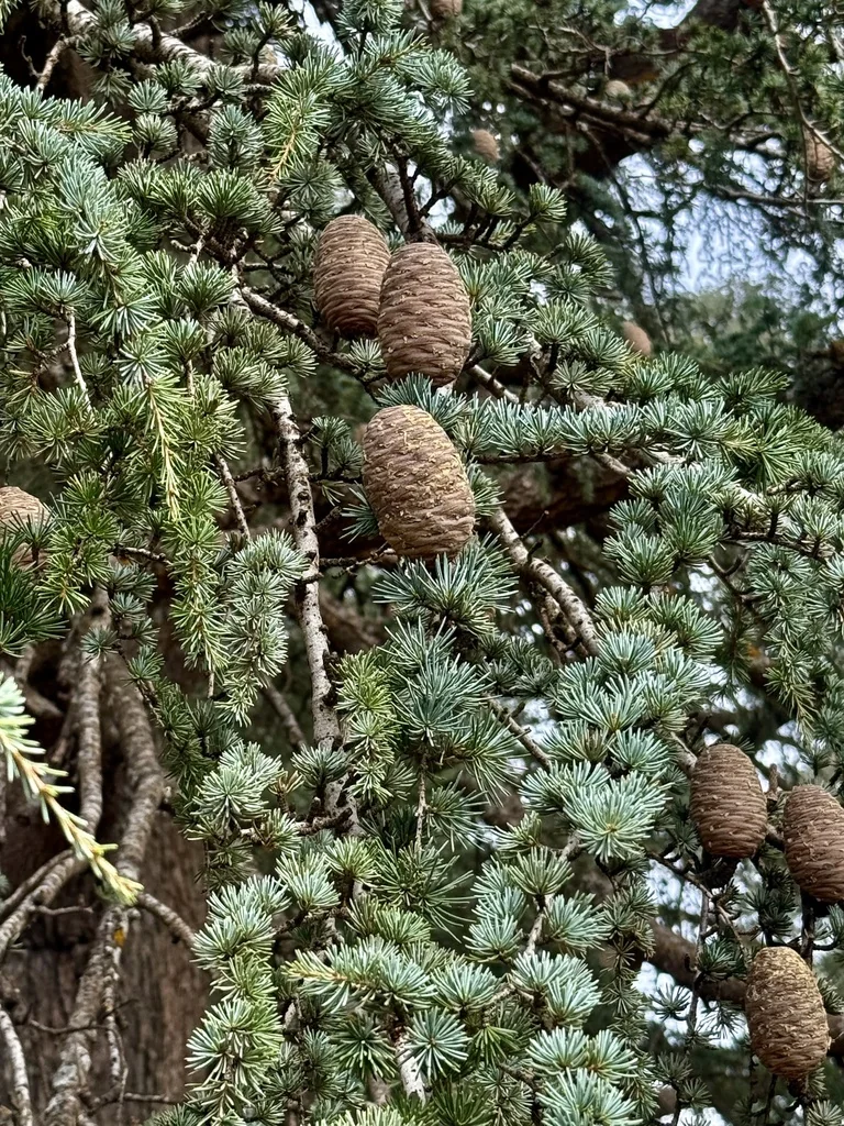 Cedrus atlantica