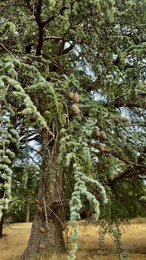 Cedrus atlantica
