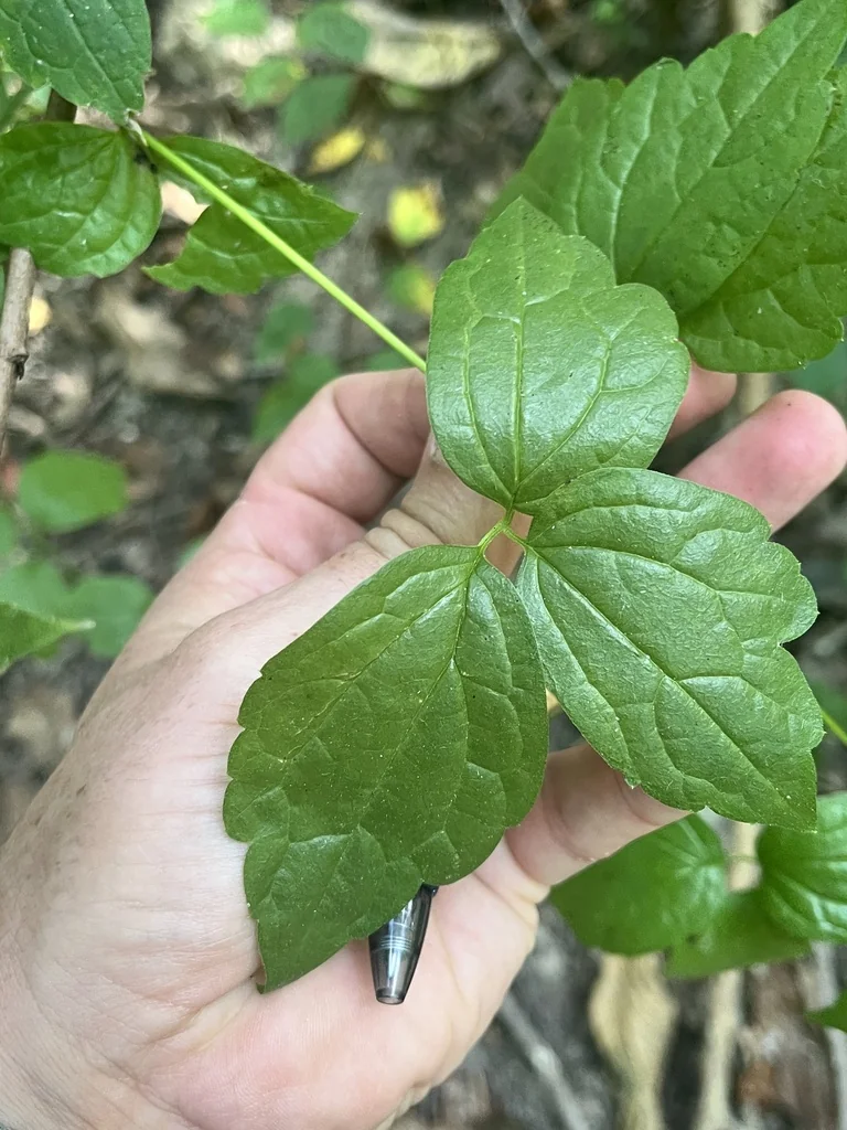 Clematis Virginiana