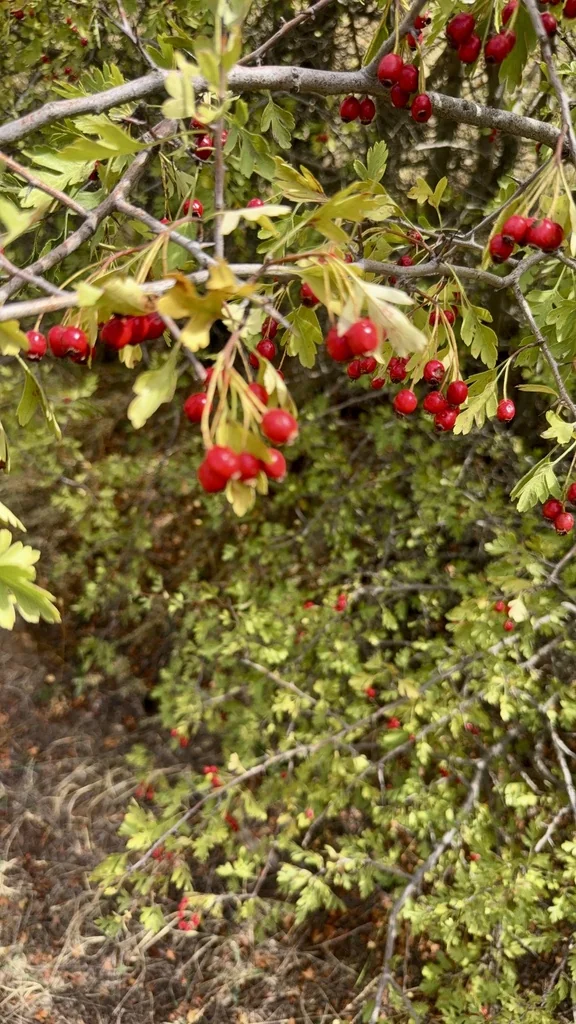 Crataegus Monogyna