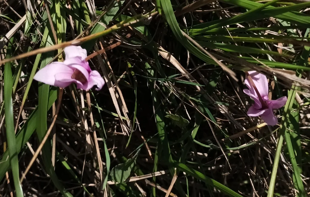 Cyclamen Hederifolium