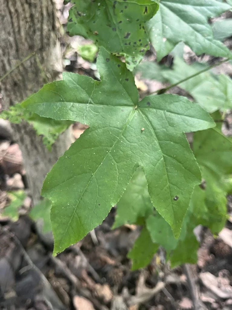 Liquidambar Styraciflua