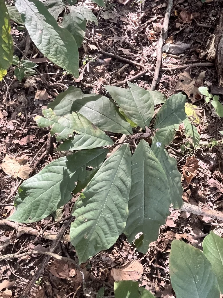 Asimina Triloba
