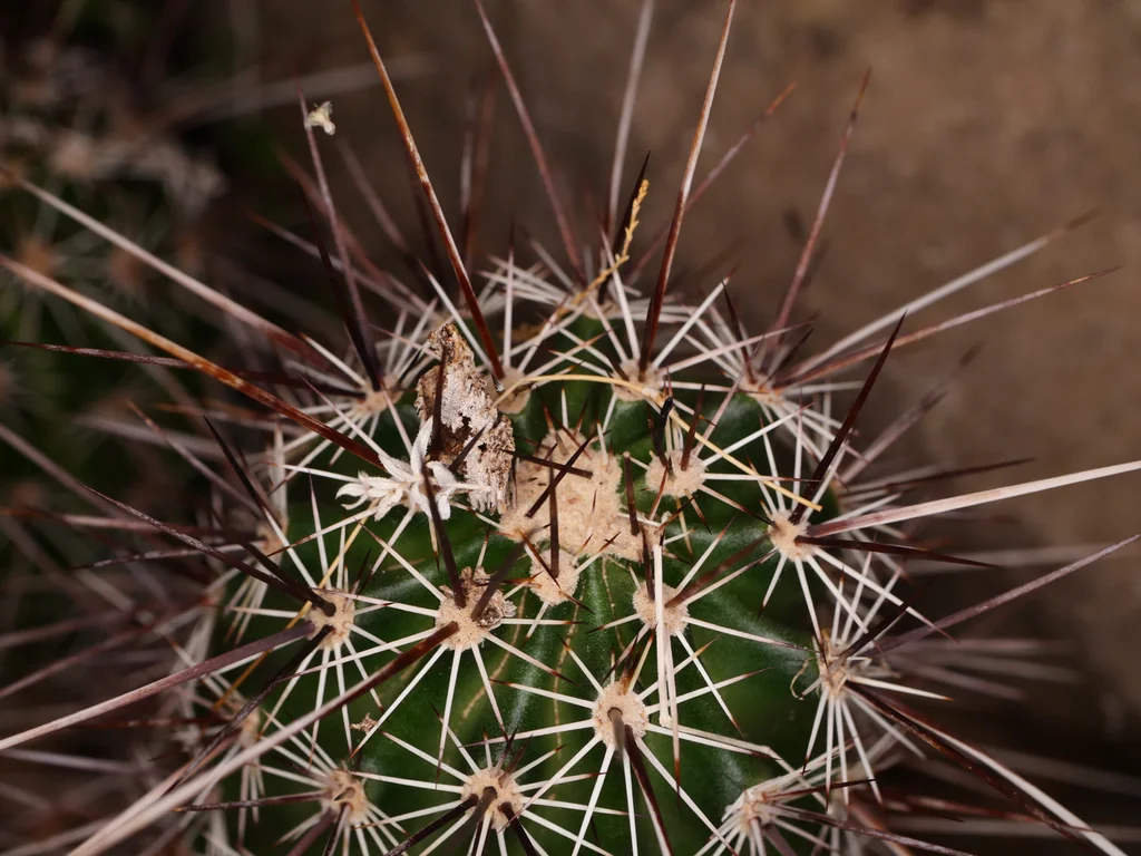 Echinocereus Engelmannii