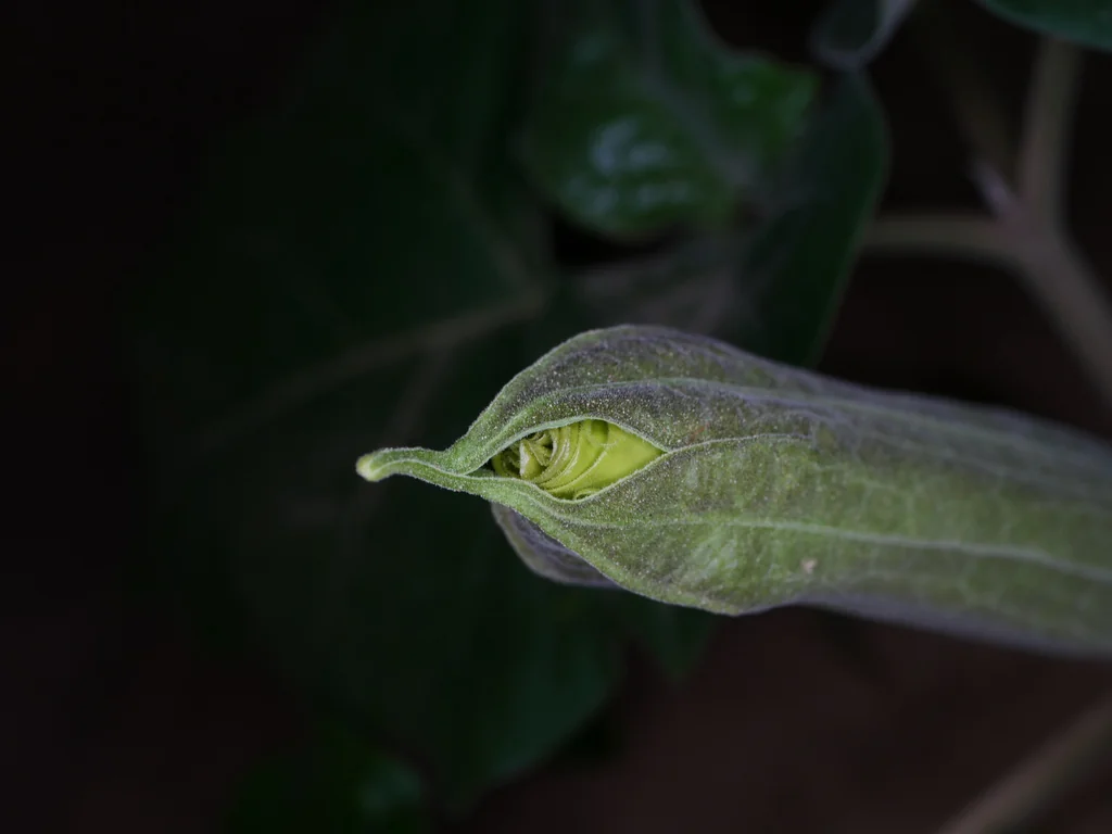 Datura wrightii