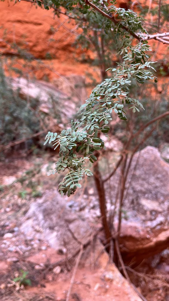 Acacia Greggii