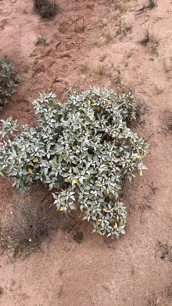 Encelia Farinosa