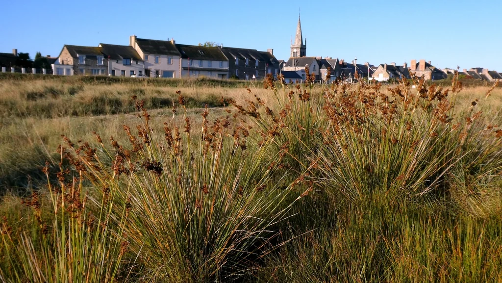 Juncus Acutus