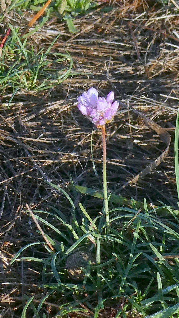 Armeria Maritima